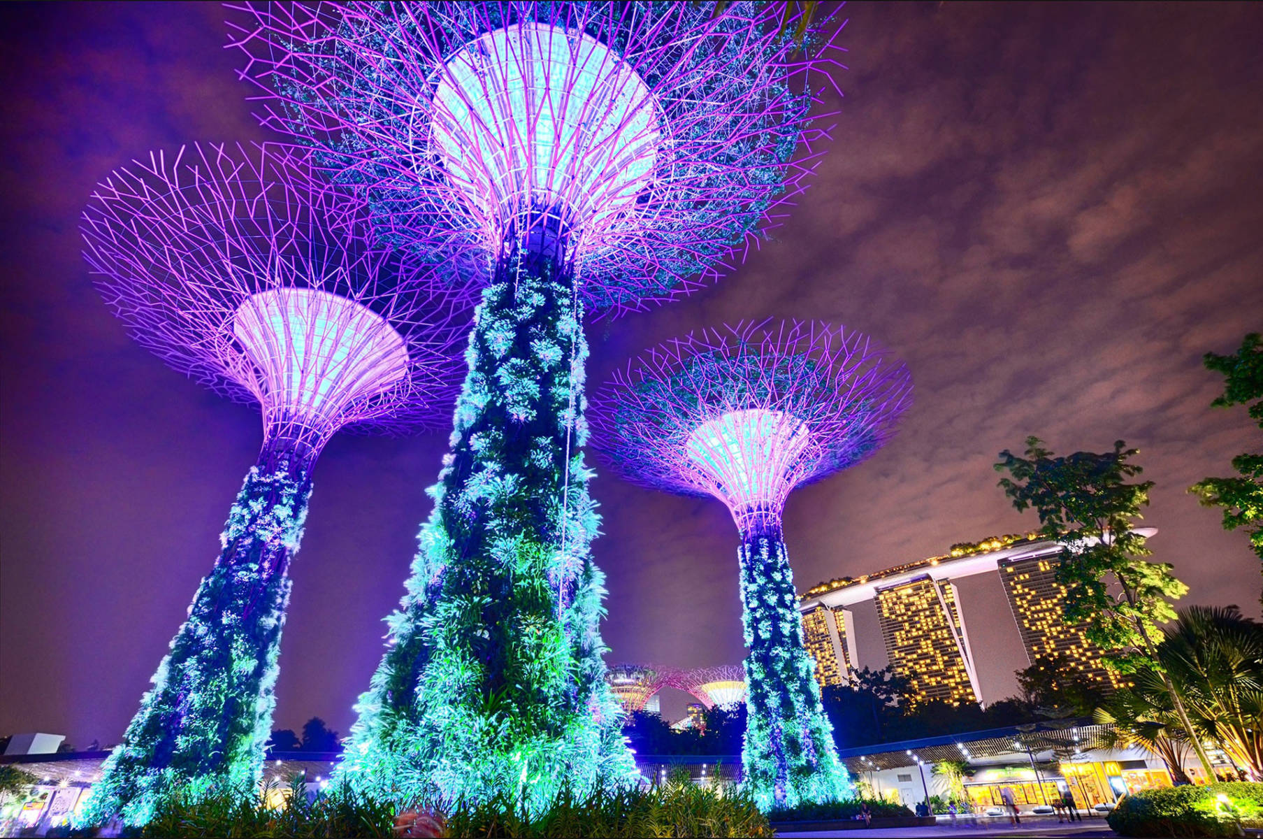 Singapore's trees